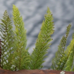 Polystichum proliferum (Mother Shield Fern) at Cotter River, ACT - 15 Feb 2022 by RodDeb