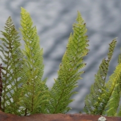 Polystichum proliferum (Mother shield fern) at Cotter River, ACT - 15 Feb 2022 by RodDeb