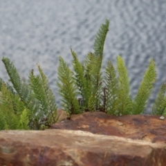 Polystichum proliferum at Cotter River, ACT - 15 Feb 2022