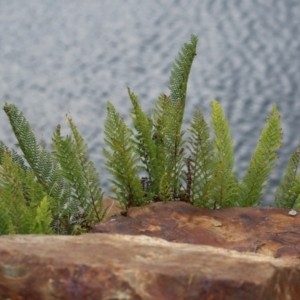 Polystichum proliferum at Cotter River, ACT - 15 Feb 2022 02:25 PM