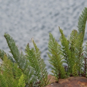 Polystichum proliferum at Cotter River, ACT - 15 Feb 2022 02:25 PM