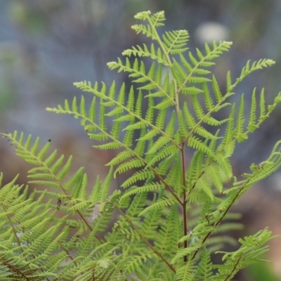 Hypolepis rugosula (Ruddy Ground-Fern) at Corin Reservoir - 15 Feb 2022 by RodDeb