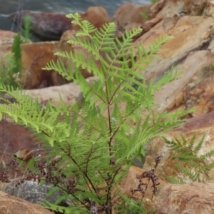 Hypolepis rugosula at Cotter River, ACT - 15 Feb 2022