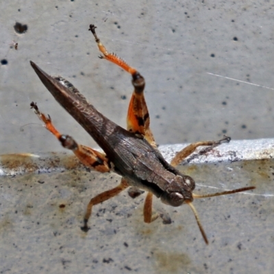 Phaulacridium vittatum (Wingless Grasshopper) at Namadgi National Park - 15 Feb 2022 by RodDeb