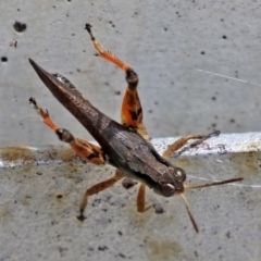 Phaulacridium vittatum (Wingless Grasshopper) at Cotter River, ACT - 15 Feb 2022 by RodDeb