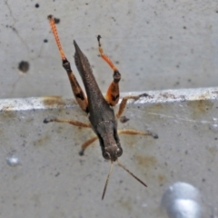 Phaulacridium vittatum at Cotter River, ACT - 15 Feb 2022 02:17 PM