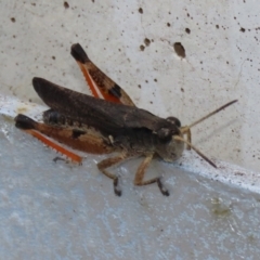 Phaulacridium vittatum at Cotter River, ACT - 15 Feb 2022