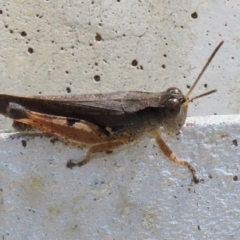 Phaulacridium vittatum at Cotter River, ACT - 15 Feb 2022 02:17 PM