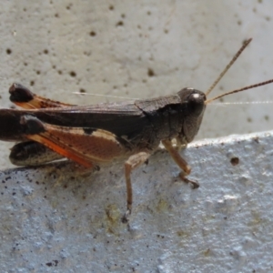 Phaulacridium vittatum at Cotter River, ACT - 15 Feb 2022 02:17 PM