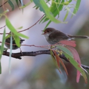 Malurus cyaneus at Cotter River, ACT - 15 Feb 2022