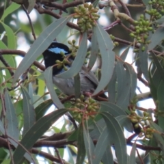 Malurus cyaneus at Cotter River, ACT - 15 Feb 2022