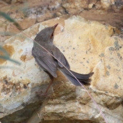 Malurus cyaneus at Cotter River, ACT - 15 Feb 2022