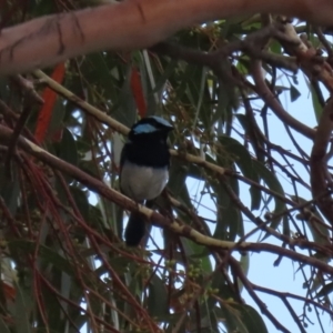 Malurus cyaneus at Cotter River, ACT - 15 Feb 2022