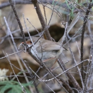 Malurus cyaneus at Cotter River, ACT - 15 Feb 2022