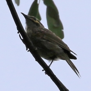 Caligavis chrysops at Cotter River, ACT - 15 Feb 2022