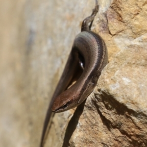 Lampropholis guichenoti at Cotter River, ACT - 15 Feb 2022