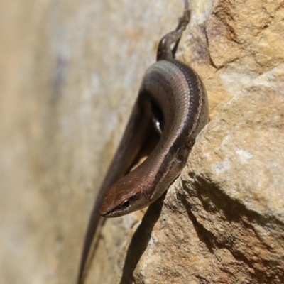 Lampropholis guichenoti (Common Garden Skink) at Namadgi National Park - 15 Feb 2022 by RodDeb