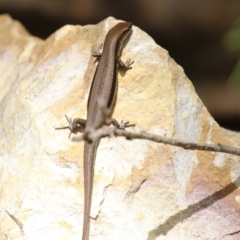 Lampropholis guichenoti at Cotter River, ACT - 15 Feb 2022