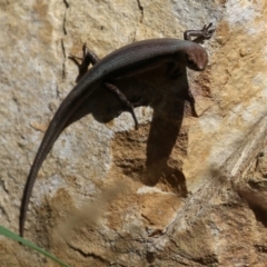 Lampropholis guichenoti at Cotter River, ACT - 15 Feb 2022