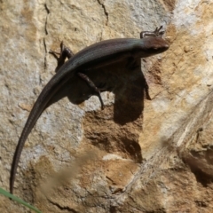 Lampropholis guichenoti at Cotter River, ACT - 15 Feb 2022