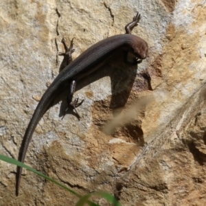 Lampropholis guichenoti at Cotter River, ACT - 15 Feb 2022