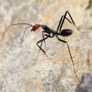 Leptomyrmex erythrocephalus at Cotter River, ACT - 15 Feb 2022 03:11 PM