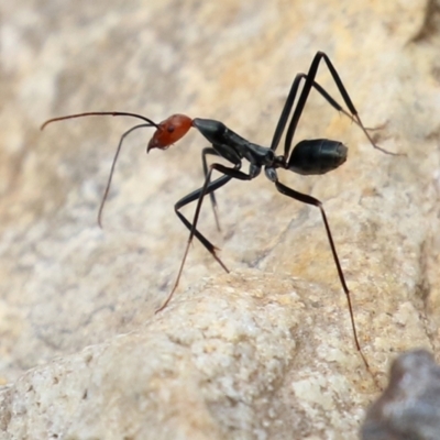 Leptomyrmex erythrocephalus (Spider ant) at Namadgi National Park - 15 Feb 2022 by RodDeb