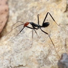 Leptomyrmex erythrocephalus at Cotter River, ACT - 15 Feb 2022 03:11 PM