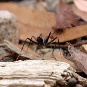 Leptomyrmex erythrocephalus at Cotter River, ACT - 15 Feb 2022