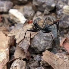 Leptomyrmex erythrocephalus at Cotter River, ACT - 15 Feb 2022