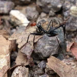 Leptomyrmex erythrocephalus at Cotter River, ACT - 15 Feb 2022 03:11 PM