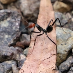 Leptomyrmex erythrocephalus at Cotter River, ACT - 15 Feb 2022