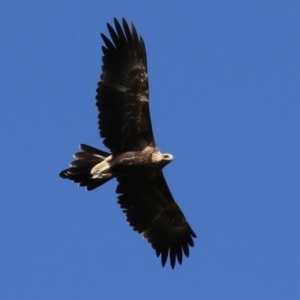 Aquila audax at Paddys River, ACT - 15 Feb 2022 04:12 PM