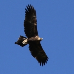 Aquila audax (Wedge-tailed Eagle) at Paddys River, ACT - 15 Feb 2022 by RodDeb