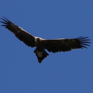 Aquila audax at Paddys River, ACT - 15 Feb 2022