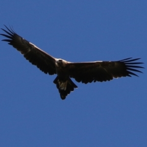 Aquila audax at Paddys River, ACT - 15 Feb 2022 04:12 PM