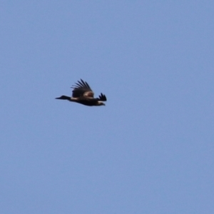 Aquila audax at Paddys River, ACT - 15 Feb 2022 04:12 PM