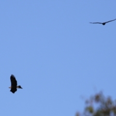 Aquila audax at Paddys River, ACT - 15 Feb 2022 04:12 PM