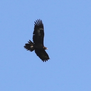 Aquila audax at Paddys River, ACT - 15 Feb 2022 04:12 PM