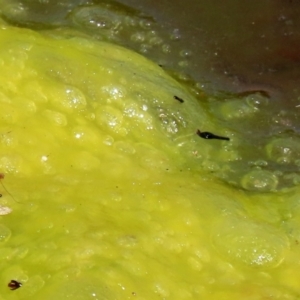 Freshwater algae at Gordon, ACT - 16 Feb 2022