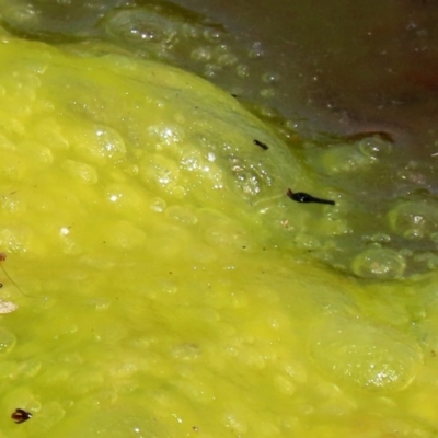 Freshwater algae at Gordon, ACT - 16 Feb 2022 by RodDeb