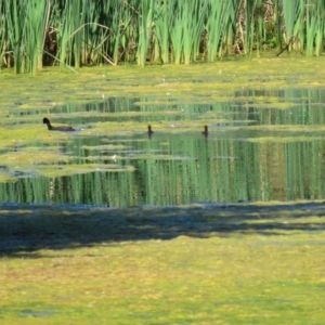 Freshwater algae at Gordon, ACT - 16 Feb 2022 12:03 PM