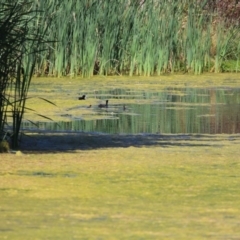 Freshwater algae at Gordon, ACT - 16 Feb 2022 12:03 PM