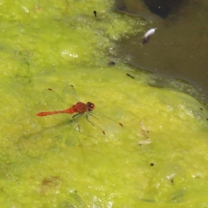 Freshwater algae at Gordon, ACT - 16 Feb 2022 12:03 PM