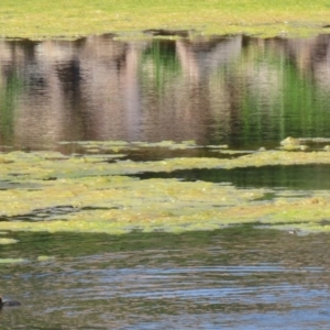 Freshwater algae at Gordon, ACT - 16 Feb 2022 12:03 PM