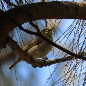 Zosterops lateralis at Gordon, ACT - 16 Feb 2022 12:06 PM