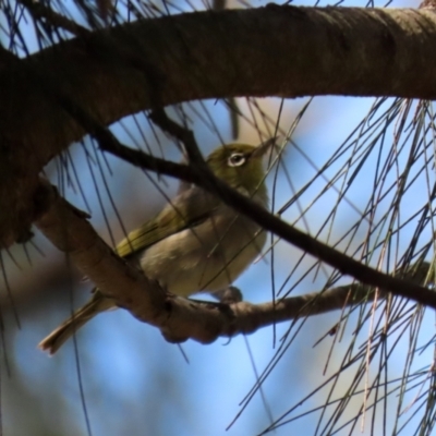 Zosterops lateralis (Silvereye) at Gordon, ACT - 16 Feb 2022 by RodDeb