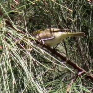 Zosterops lateralis at Gordon, ACT - 16 Feb 2022 12:06 PM