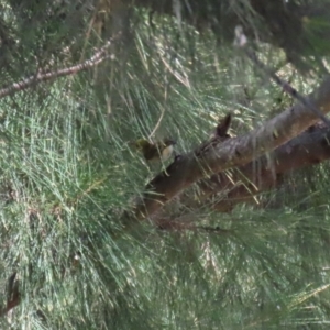 Zosterops lateralis at Gordon, ACT - 16 Feb 2022 12:06 PM