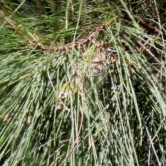 Zosterops lateralis at Gordon, ACT - 16 Feb 2022 12:06 PM